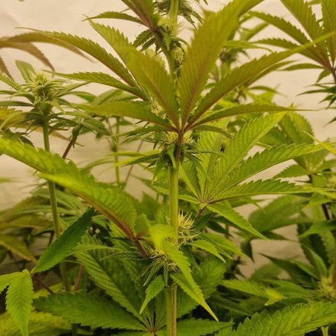 Special Queen #1 growlog photo