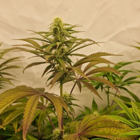 Special Queen #1 growlog photo