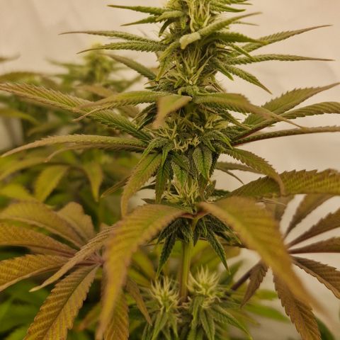 Special Queen #1 growlog timeline photo