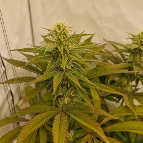 Special Queen #1 growlog timeline photo