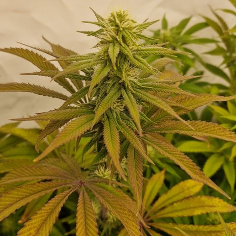 Special Queen #1 growlog timeline photo