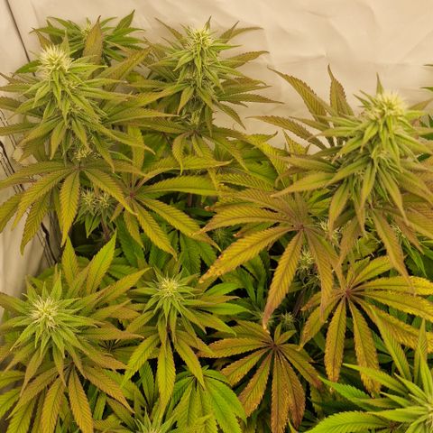 Special Queen #1 growlog timeline photo