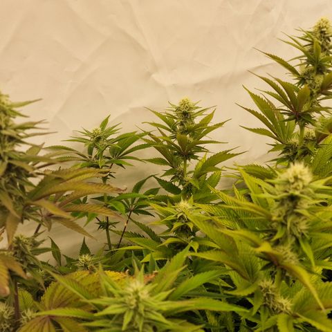 Special Queen #1 growlog timeline photo