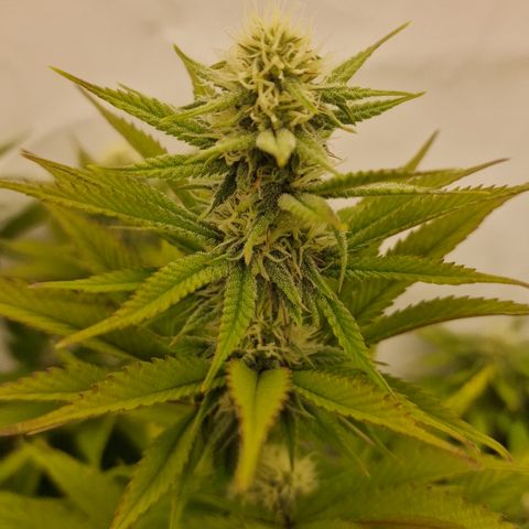 Special Queen #1 growlog timeline photo