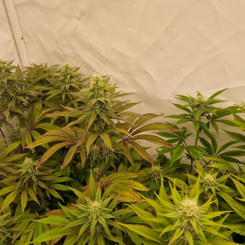 Special Queen #1 growlog timeline photo
