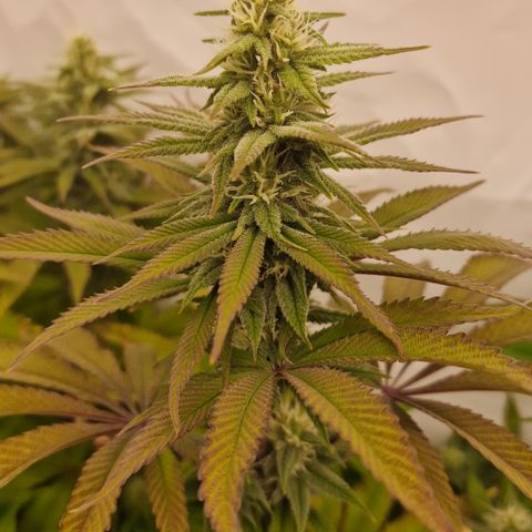 Special Queen #1 growlog in Zelt - Lumatek Zeus PRO 2.9