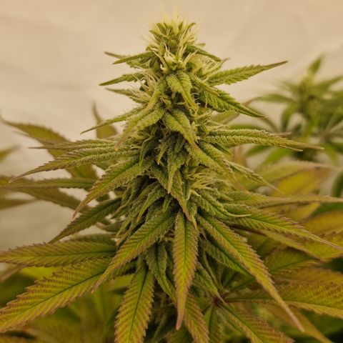 Special Queen #1 growlog timeline photo