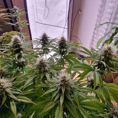 Special Queen #1 growlog timeline photo