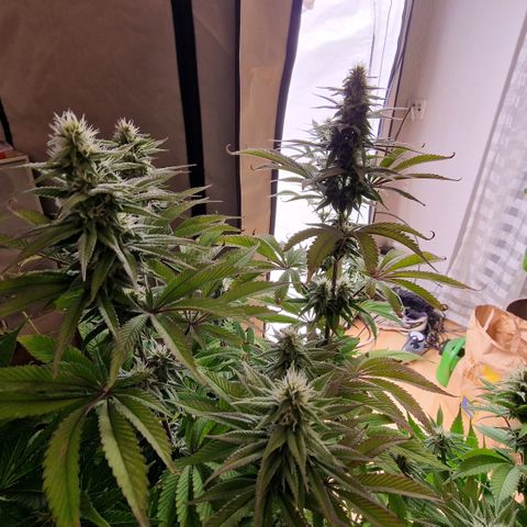 Special Queen #1 growlog timeline photo