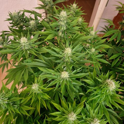 Special Queen #1 growlog timeline photo