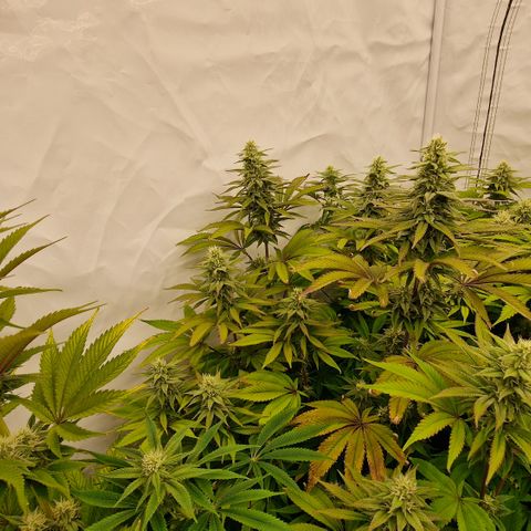 Special Queen #1 growlog timeline photo