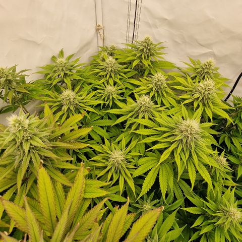 Special Queen #1 growlog timeline photo
