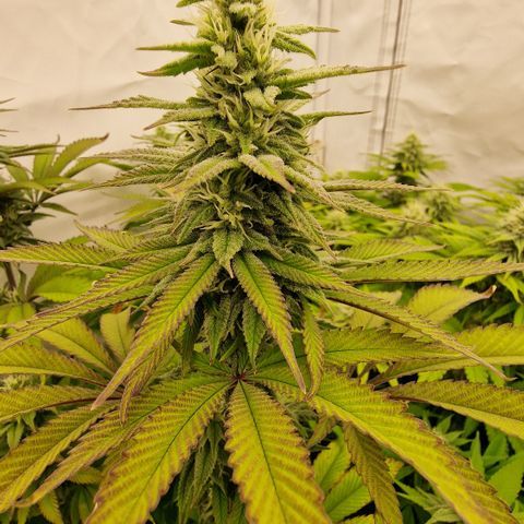 Special Queen #1 growlog timeline photo