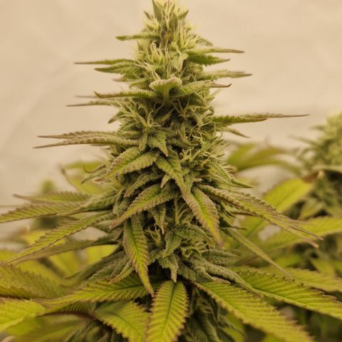 Special Queen #1 growlog timeline photo