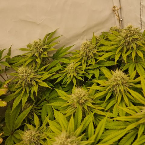 Special Queen #1 growlog timeline photo