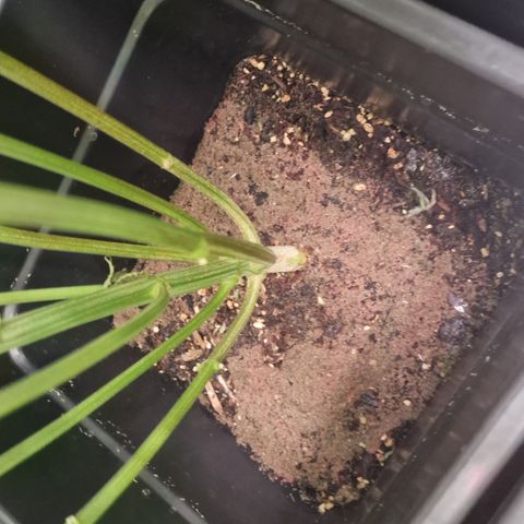 Special Queen #1 growlog timeline photo