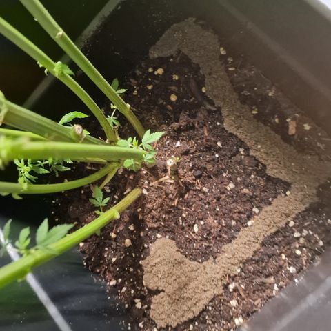 Special Queen #1 growlog timeline photo