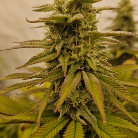 Special Queen #1 growlog timeline photo