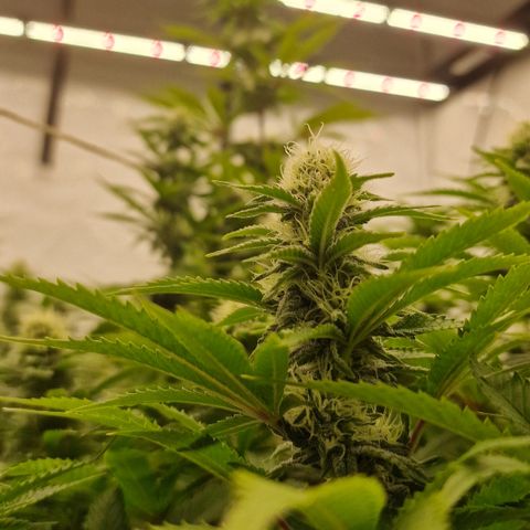 Special Queen #1 growlog timeline photo