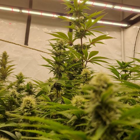 Special Queen #1 growlog timeline photo