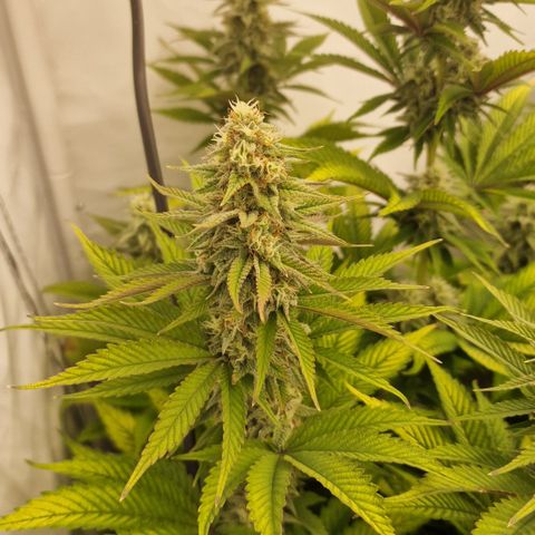 Special Queen #1 growlog timeline photo