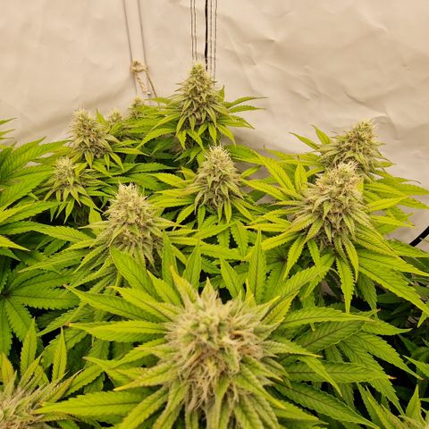 Special Queen #1 growlog timeline photo