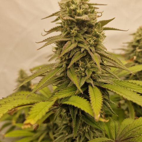 Special Queen #1 growlog timeline photo