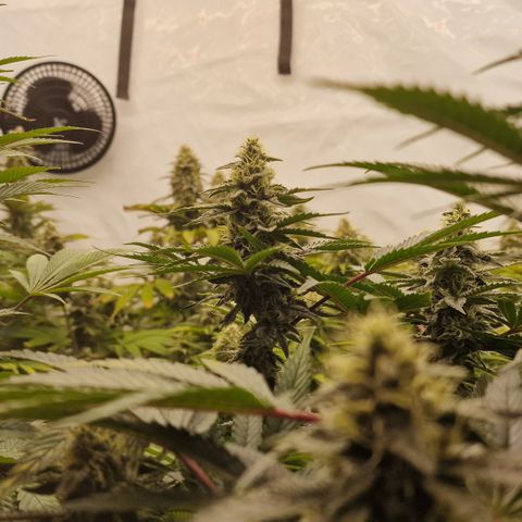Special Queen #1 growlog timeline photo