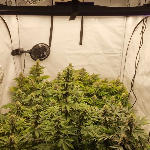 Special Queen #1 growlog timeline photo