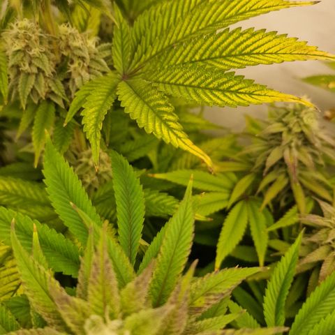 Special Queen #1 growlog photo: We germans are in the ass. Please people, go away ! We are fucked up. 