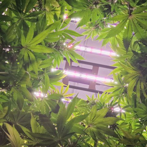 Special Queen #1 growlog photo: We germans are in the ass. Please people, go away ! We are fucked up. 