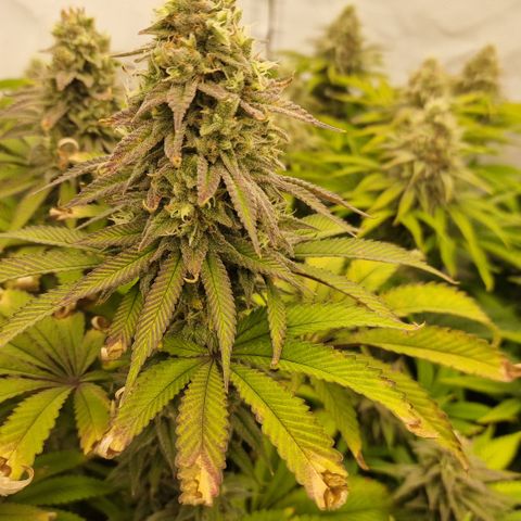 Special Queen #1 growlog timeline photo