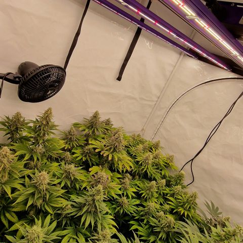 Special Queen #1 growlog timeline photo
