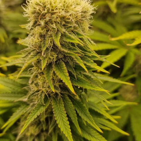 Special Queen #1 growlog photo: The "double bud"