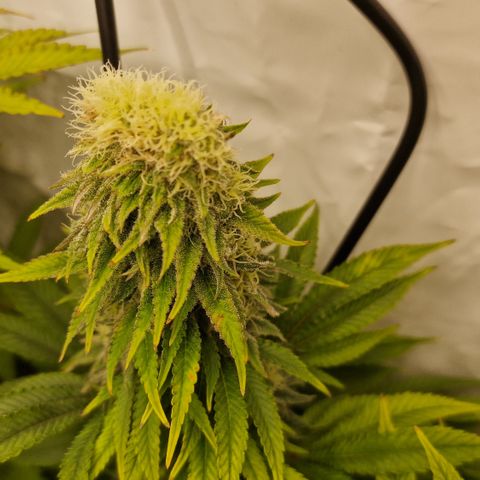 Special Queen #1 growlog photo: The "double bud"