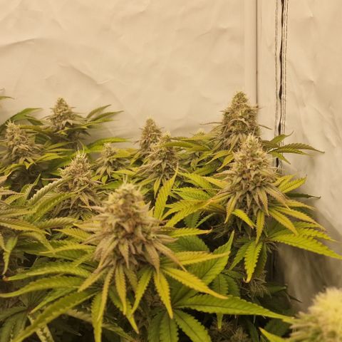 Special Queen #1 growlog timeline photo