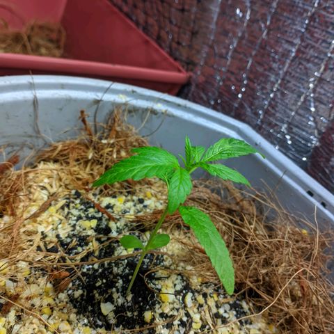 Zanahoria  growlog photo: Con manchas verdes pálidas, en mi poca experiencia y según lo que investigue pueden ser generadas por el exceso de luz solar, pero le pondré un poco de sombra y seguiremos viendo cómo avanza 