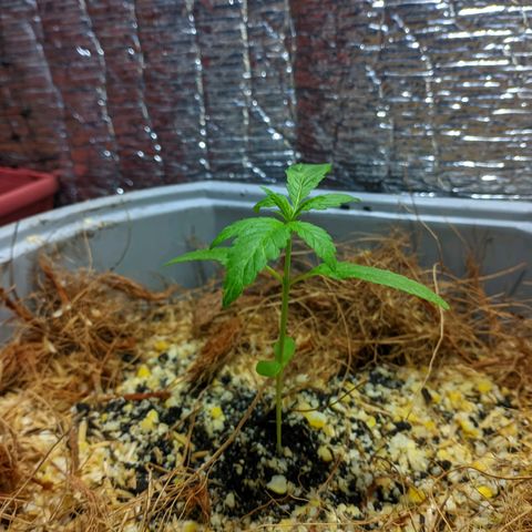 Zanahoria  growlog photo: Con manchas verdes pálidas, en mi poca experiencia y según lo que investigue pueden ser generadas por el exceso de luz solar, pero le pondré un poco de sombra y seguiremos viendo cómo avanza 