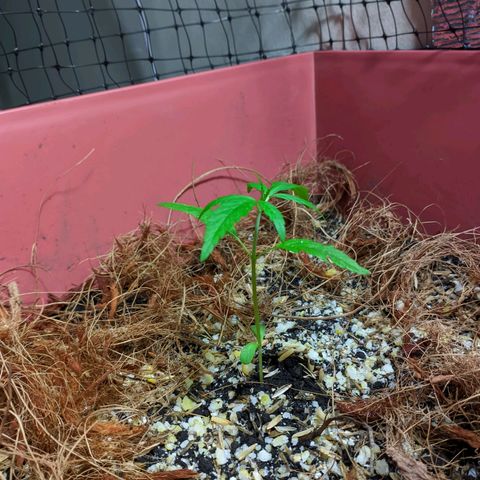 Zanahoria  growlog timeline photo