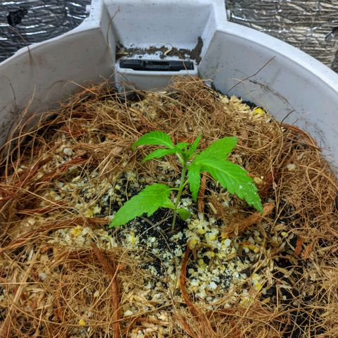 Zanahoria  growlog photo: Se ve saludable 