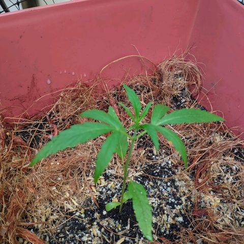 Zanahoria  growlog photo: Probando enraizante de lentejas