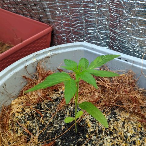 Zanahoria  growlog photo: Probando enraizante de lentejas