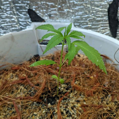 Zanahoria  growlog timeline photo