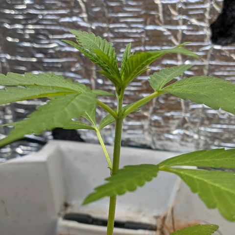 Zanahoria  growlog photo: 👌