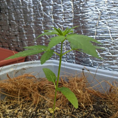 Zanahoria  growlog photo: 👌