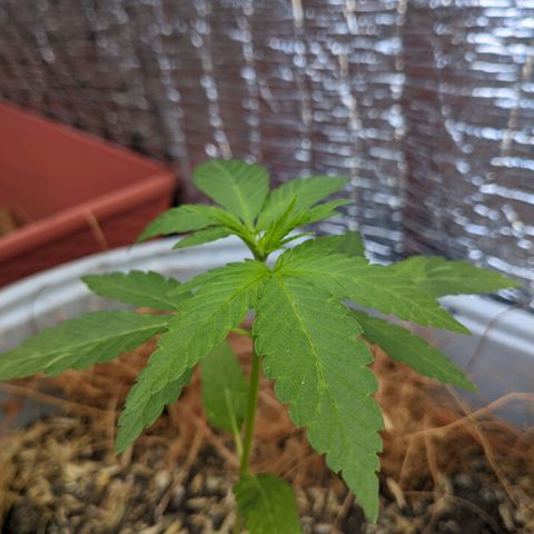 Zanahoria  growlog photo: 👌