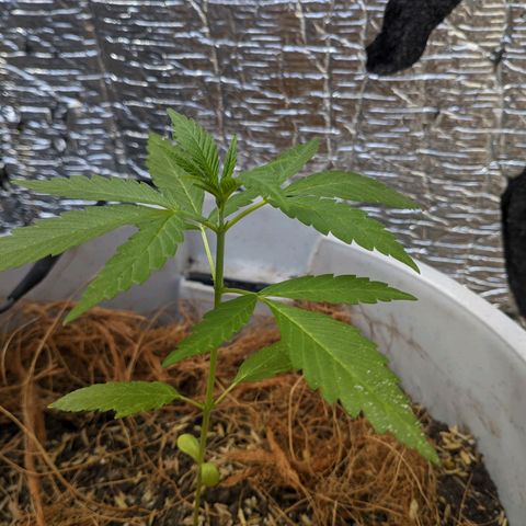 Zanahoria  growlog photo: 👌