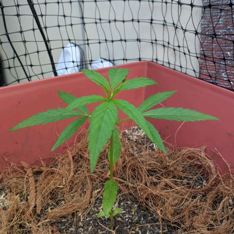 Zanahoria  growlog photo: 👌