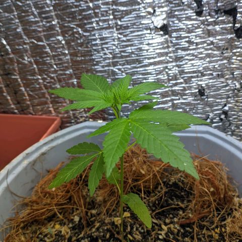 Zanahoria  growlog photo: 👻