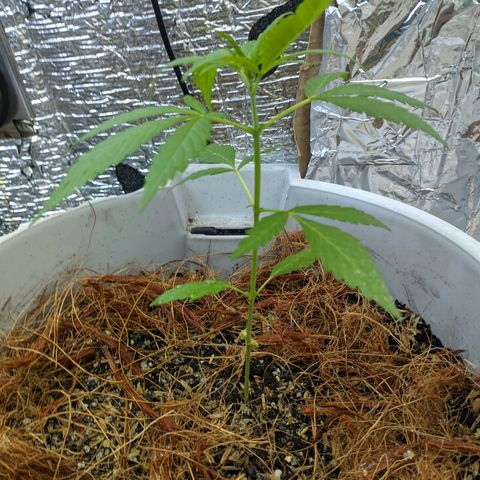 Zanahoria  growlog photo: 👻